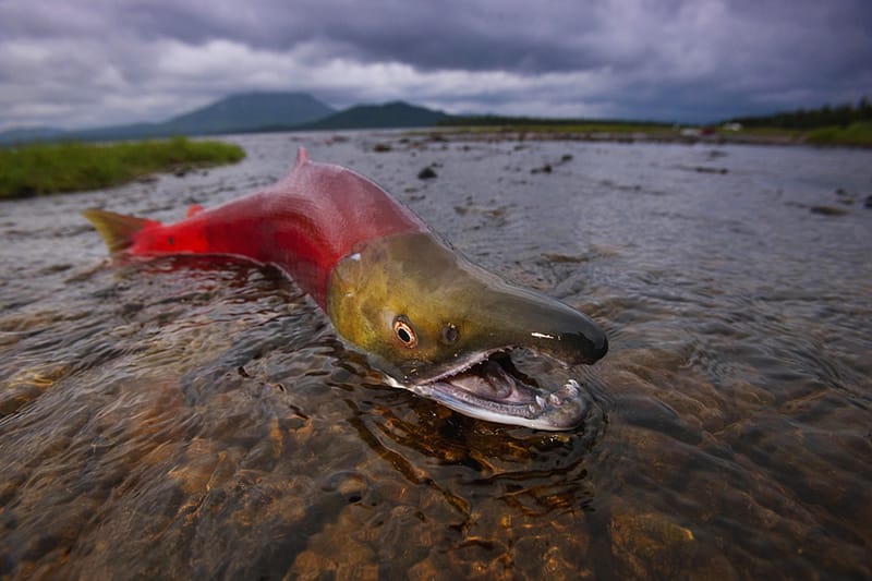 Bristol Bay, Alaska 19
